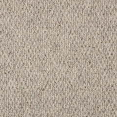 malabar_chinchilla