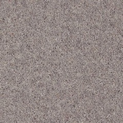 peregrine